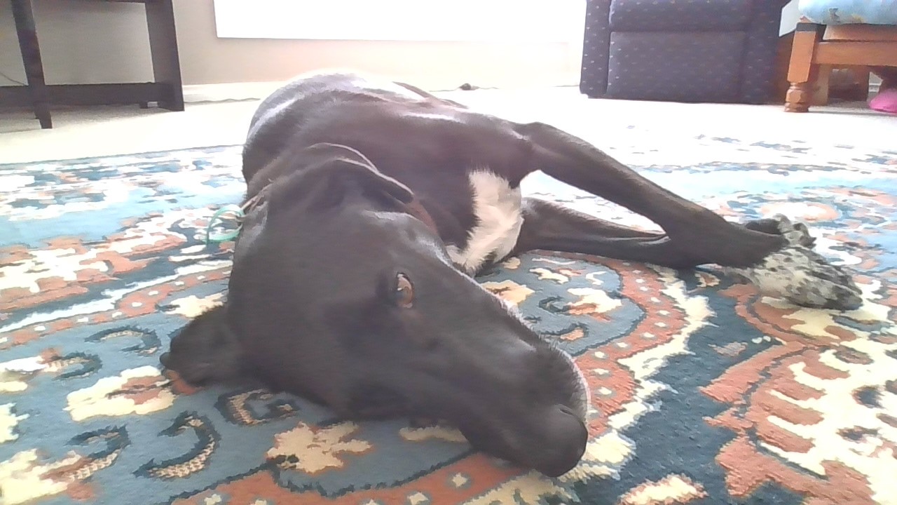 my dog named buddy. hes black with a white chest and a white paw with black spots. he has a black collar with a green plastic tag. in this image he is lying on his side on a patterned rug, looking into the camera. the upper half of the image is mostly whited out from the sun being directly in the window behind him.